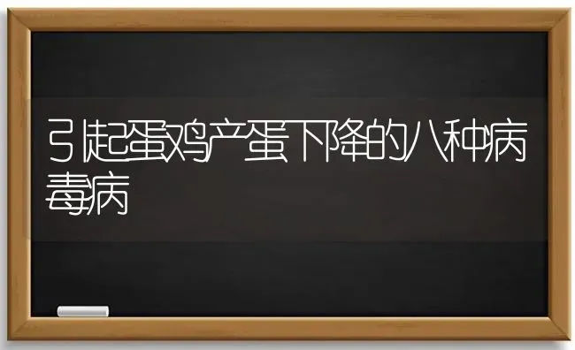 引起蛋鸡产蛋下降的八种病毒病 | 家禽养殖