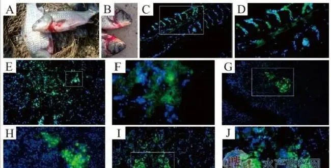 鱼类出血性疾病的分析与防控关键技术