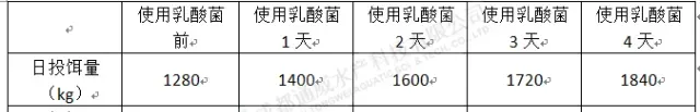 江苏大丰鲫鱼养殖塘口扩培乳酸菌使用效果显著