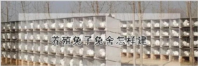 养殖兔子兔舍怎样建 | 农业养殖科普