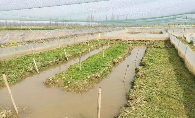 【致富有方】湖北监利荒湖农场返乡农民黄爱平初养黑斑蛙获得成功