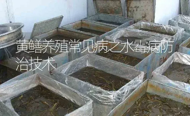 黄鳝养殖常见病之水霉病防治技术 | 淡水养殖