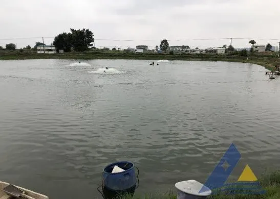 加州鲈鱼苗“熟身”，体表见大量柱状黄杆菌