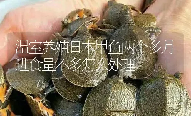 温室养殖日本甲鱼两个多月进食量不多怎么处理 | 淡水养殖
