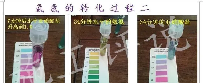 池塘亚硝酸盐超标危害很大，但千万不要病急乱投医！