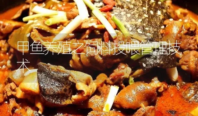 甲鱼养殖之饲料投喂管理技术 | 淡水养殖