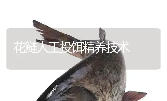 花鲢人工投饵精养技术 | 淡水养殖