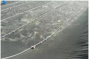水产养殖户培水培藻的必要性和方法介绍
