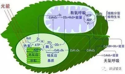 土壤缺“碳”，什么水草都可能种不好！缺碳是塘口水生植物的百病。