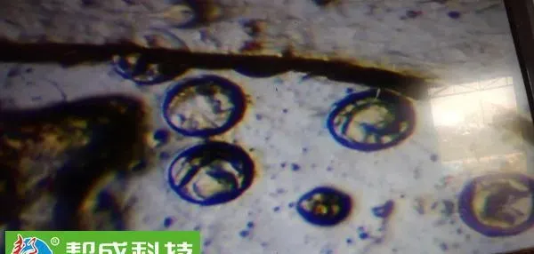 水质较差造成南美白对虾体质差脱不了壳的处理方法