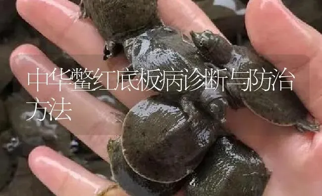 中华鳖红底板病诊断与防治方法 | 淡水养殖