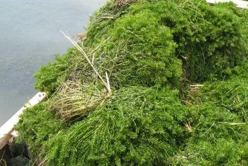 水质过肥、蜕壳不遂、烂鳃、腐壳……如何避免青虾暂养池塘中的这些问题