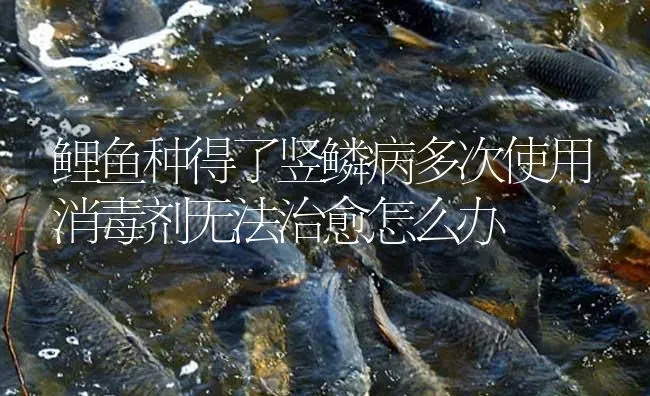 鲤鱼种得了竖鳞病多次使用消毒剂无法治愈怎么办 | 淡水养殖