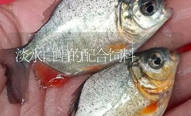 淡水白鲳的配合饲料 | 淡水养殖