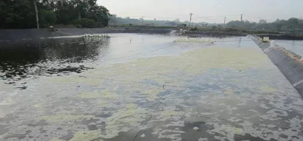 梅雨季节就要来了，对虾养殖如何安全“度梅”？