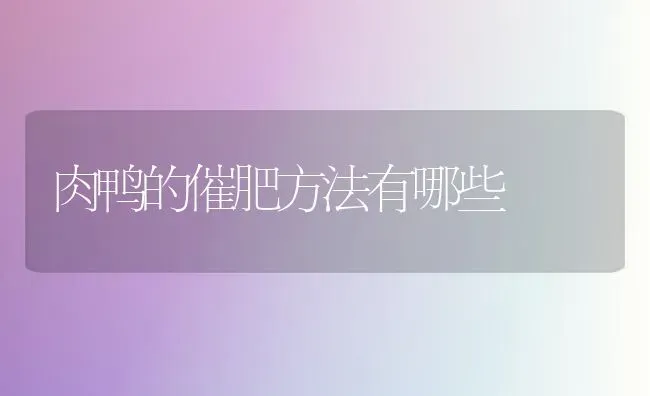 肉鸭的催肥方法有哪些 | 家禽养殖