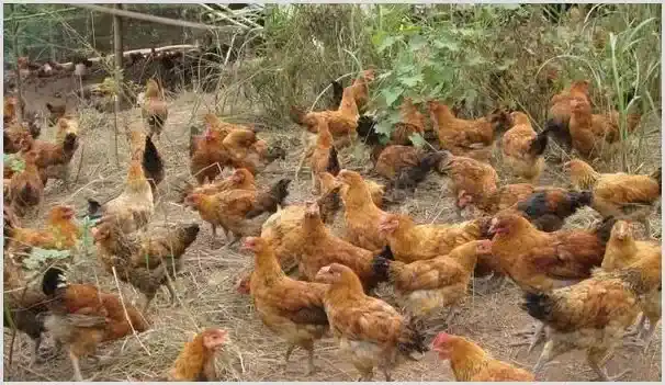 肉鸡大肠杆菌用什么药治疗 | 养殖知识