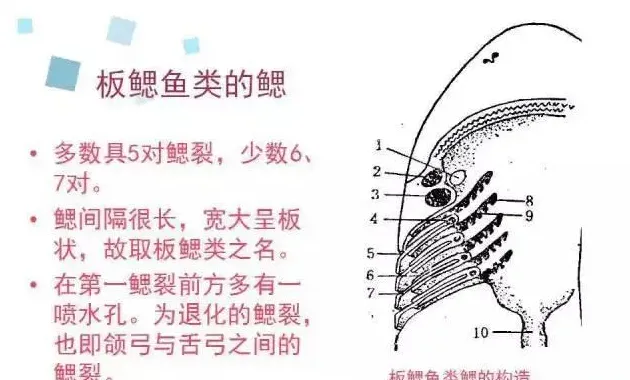 【养鱼人的必修课】鱼类呼吸系统知识分享