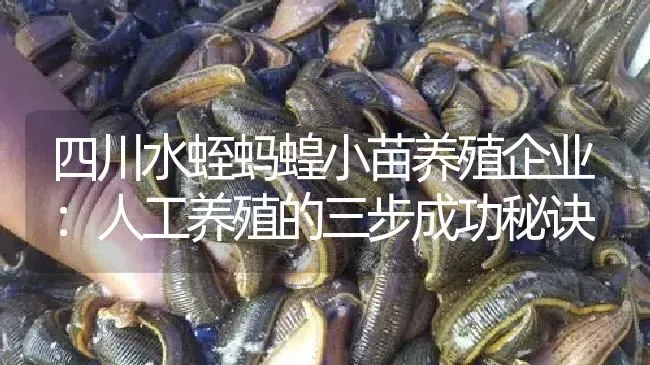 四川水蛭蚂蝗小苗养殖企业：人工养殖的三步成功秘诀 | 特种养殖