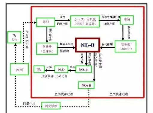 【值得收藏】史上最全池塘鱼菜共生综合种养技术