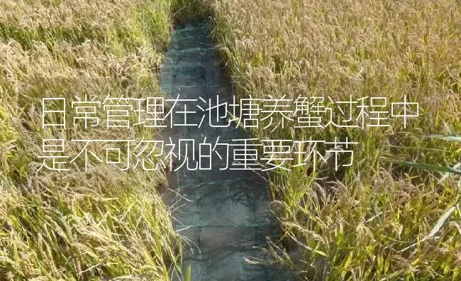 日常管理在池塘养蟹过程中是不可忽视的重要环节 | 淡水养殖