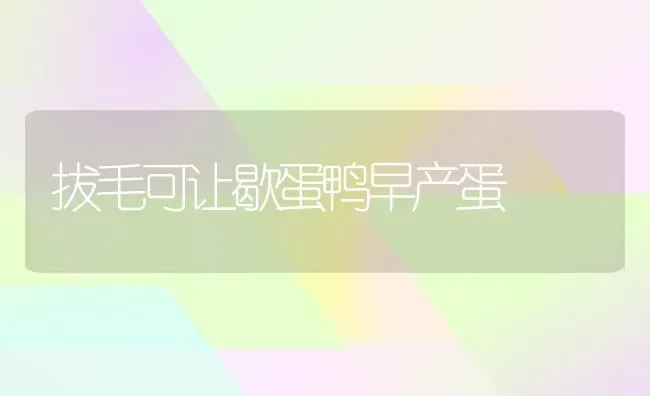 拔毛可让歇蛋鸭早产蛋 | 家禽养殖