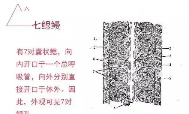 【养鱼人的必修课】鱼类呼吸系统知识分享