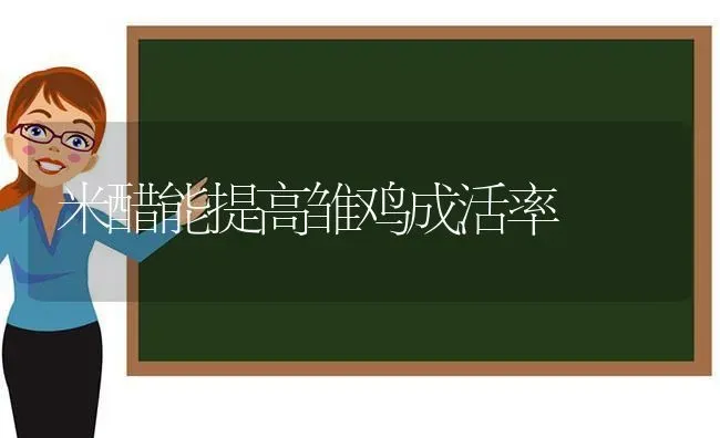 米醋能提高雏鸡成活率 | 家禽养殖