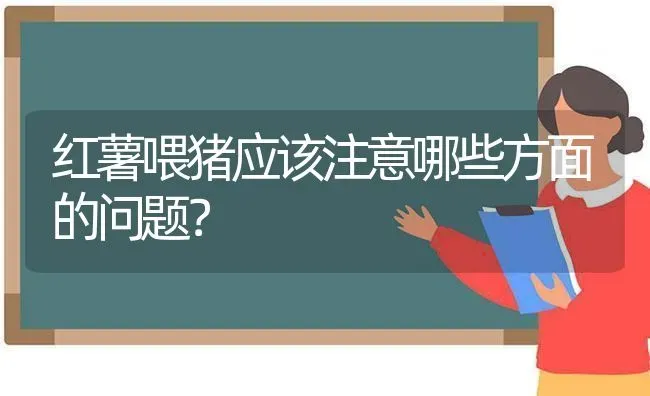 红薯喂猪应该注意哪些方面的问题？ | 家畜养殖