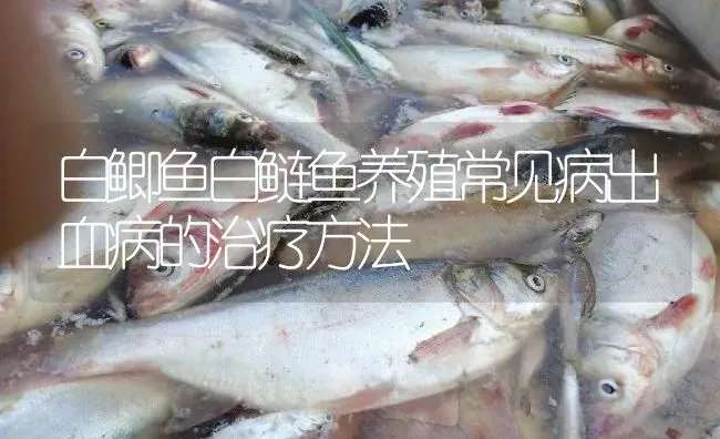 白鲫鱼白鲢鱼养殖常见病出血病的治疗方法 | 淡水养殖