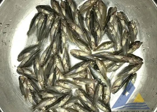 加州鲈鱼苗“熟身”，体表见大量柱状黄杆菌