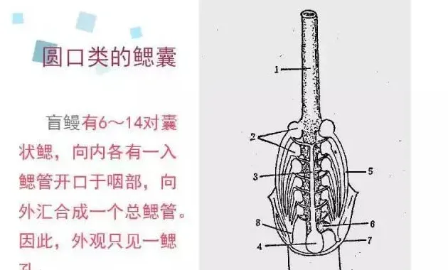 【养鱼人的必修课】鱼类呼吸系统知识分享