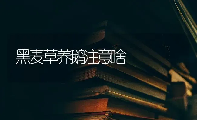 黑麦草养鹅注意啥 | 家禽养殖