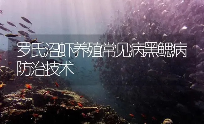罗氏沼虾养殖常见病黑鳃病防治技术 | 海水养殖