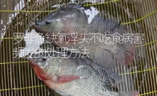 罗非鱼缺氧浮头不吃食病害频发的处理方法 | 淡水养殖