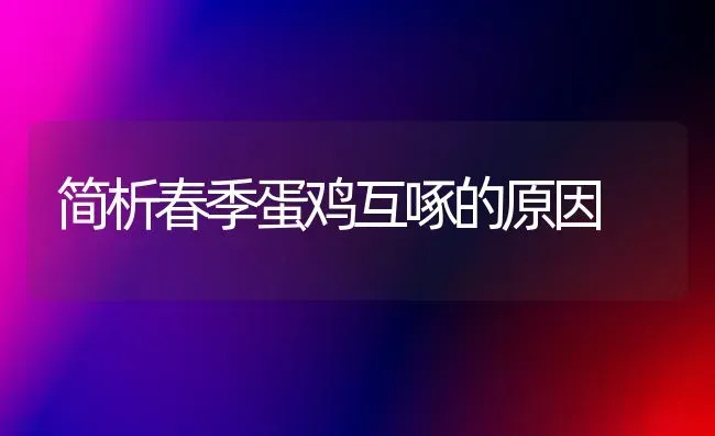 简析春季蛋鸡互啄的原因 | 家禽养殖