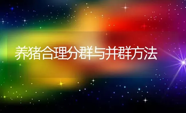 养猪合理分群与并群方法 | 家畜养殖