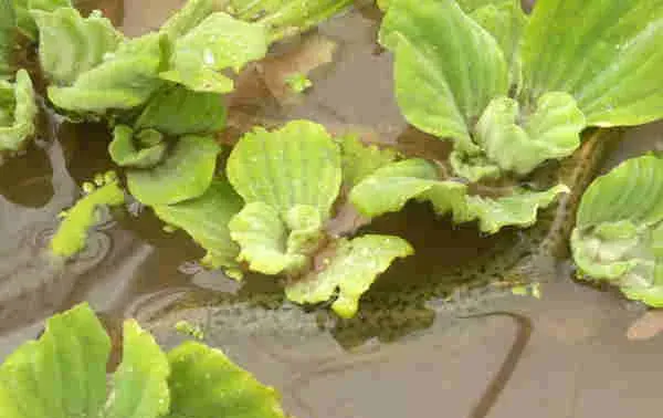 一例生态农庄泥鳅小瓜虫防治实例