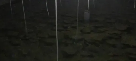 辽宁葫芦岛地区一例多宝鱼淋巴囊肿的处理方法