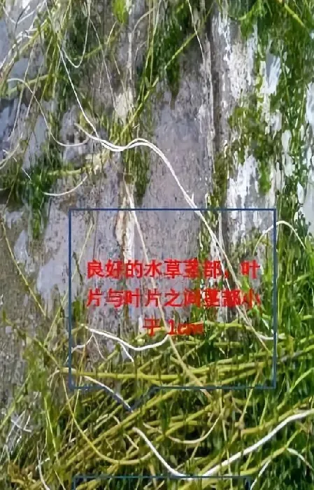 你想要养好龙虾螃蟹？首先要学会把握住水草的大动脉！