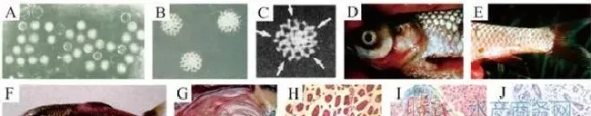 鱼类出血性疾病的分析与防控关键技术
