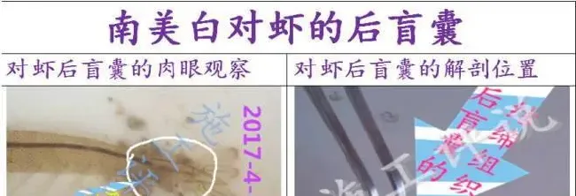 南美白对虾的后盲囊有什么生理功能？