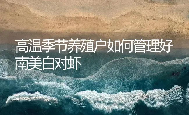 高温季节养殖户如何管理好南美白对虾 | 海水养殖