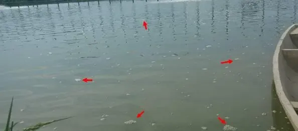一例倒藻导致南美白对虾死亡的处理案例
