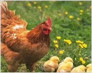 农机房成为养鸡增收的聚宝屋 | 动物饲养方法