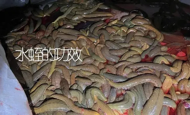 水蛭的功效 | 特种养殖