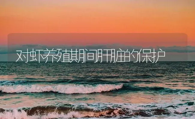 对虾养殖期间肝脏的保护 | 海水养殖