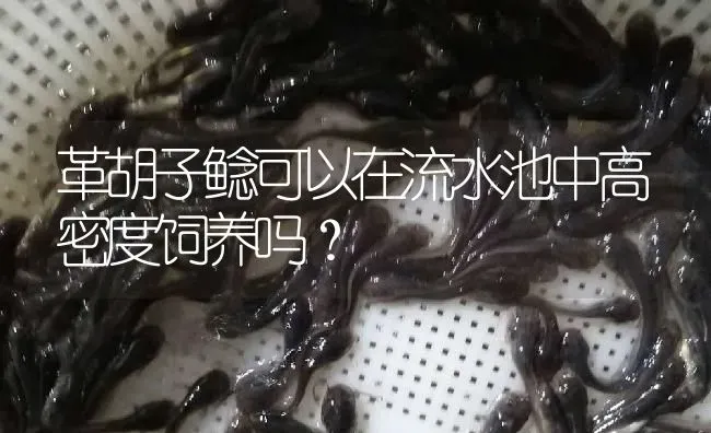 革胡子鲶可以在流水池中高密度饲养吗？ | 淡水养殖