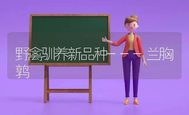 野禽驯养新品种---兰胸鹑 | 家禽养殖