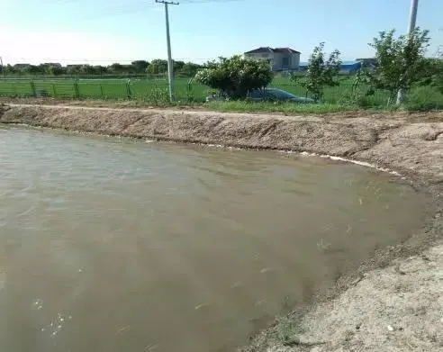 池塘出现蓝藻应该如何调水